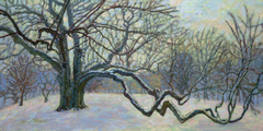 Winter Beech; 18x36